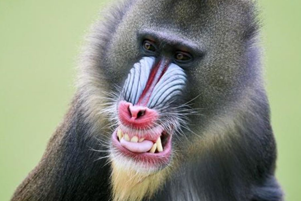 ɽ����ʲô���� ɽ����ʲô����ͼƬ����