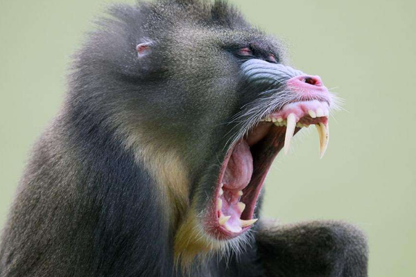 ɽ����ʲô���� ɽ����ʲô����ͼƬ����