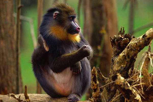 ɽ����ʲô���� ɽ����ʲô����ͼƬ����