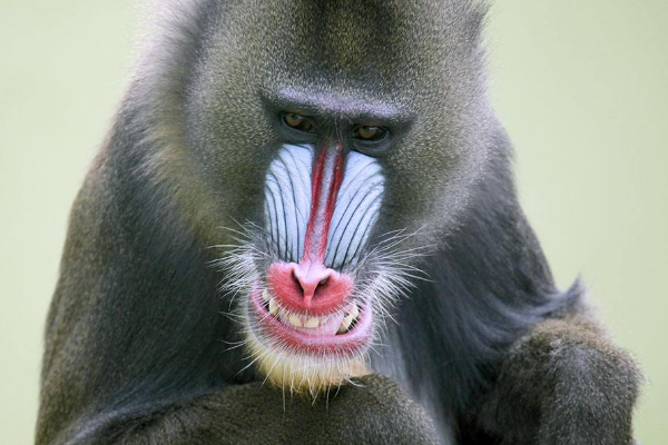 ɽ����ʲô���� ɽ����ʲô����ͼƬ����