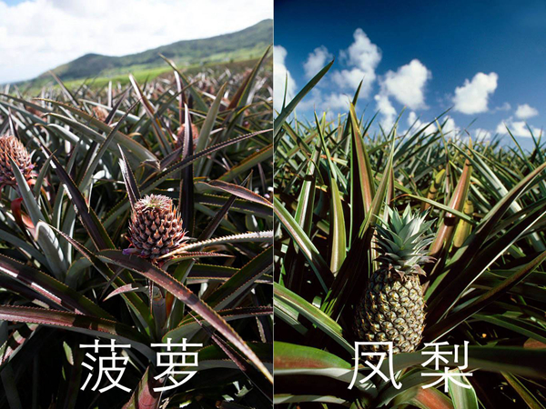 凤梨和菠萝哪个贵 凤梨和菠萝是一种水果吗