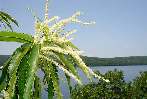 ���ӻ��������빦Ч ζ����ʲôζ�����Ϊʲô��