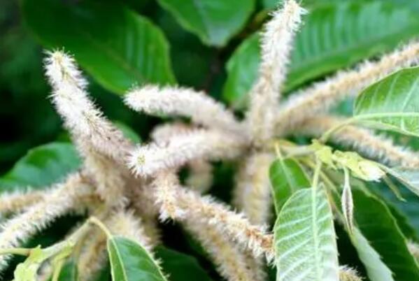 ���ӻ��������빦Ч ζ����ʲôζ�����Ϊʲô��