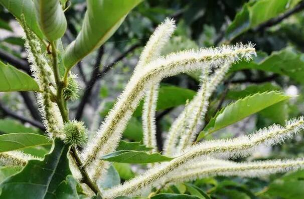 ���ӻ��������빦Ч ζ����ʲôζ�����Ϊʲô��