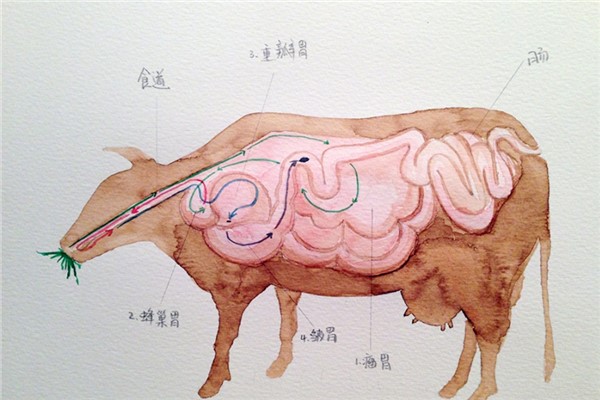 ţ��θ�ĸ�����������θ ţ�м���θ�ֱ����ļ���θ