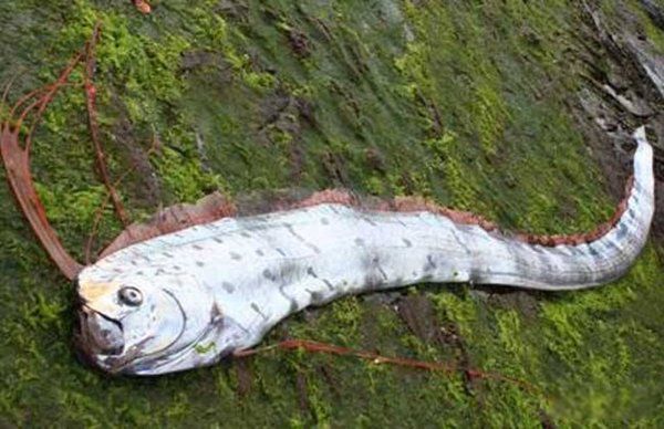 �ʴ�����ж೤ Ϊʲô˵�ʴ����ˮ���е���