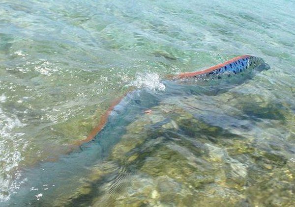 �ʴ�����ж೤ Ϊʲô˵�ʴ����ˮ���е���