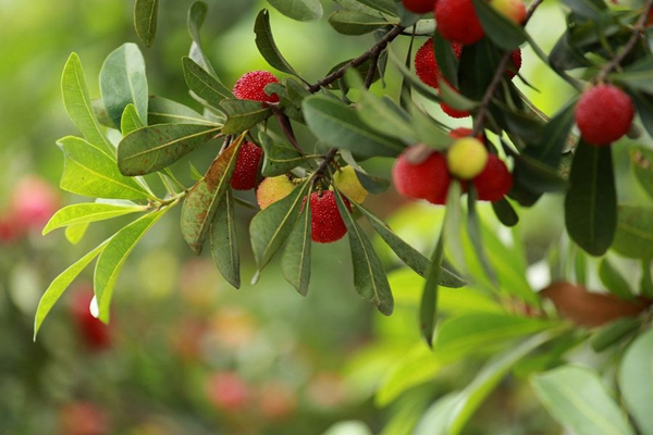 ��÷ֹ�ʵĹ��º͵��������ı��� �������˹���˭