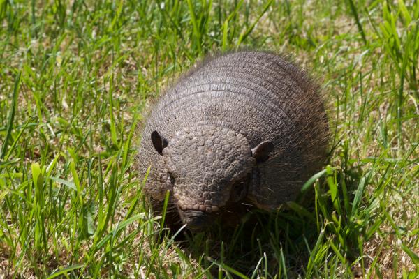 С������ʲô������� С������ʲô����ͼƬ