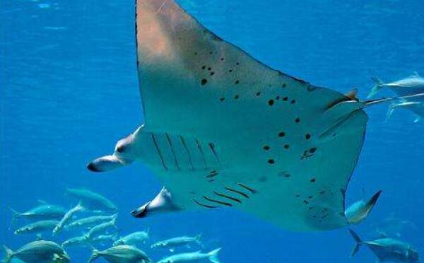 �����㳤ʲô����ͼƬ ��������������д