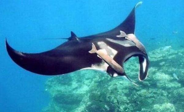 �����㳤ʲô����ͼƬ ��������������д