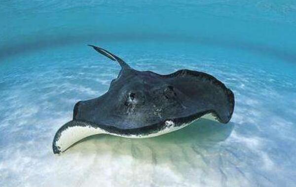 �����㳤ʲô����ͼƬ ��������������д