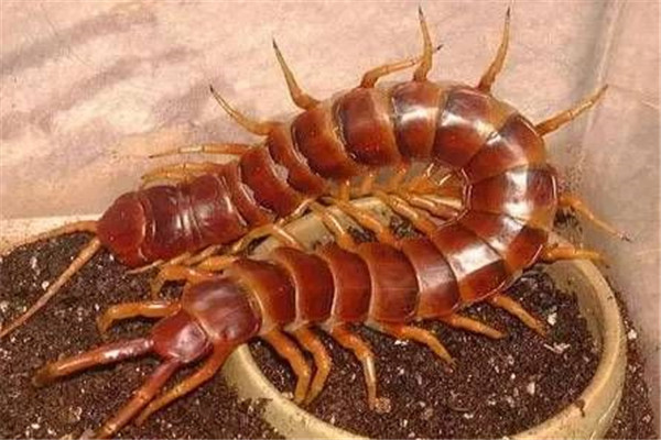 ��³������򼳤ʲô��ͼƬ ������³��������ж���