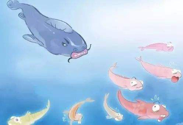 ����ЧӦ��ʲô��˼�� ��������ʲô����