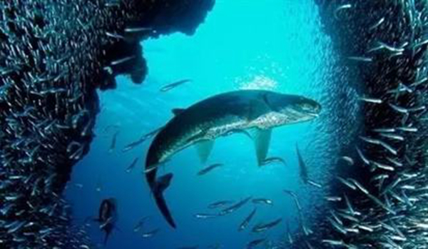 ����ЧӦ��ʲô��˼�� ��������ʲô����