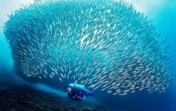 ����ЧӦ��ʲô��˼�� ��������ʲô����