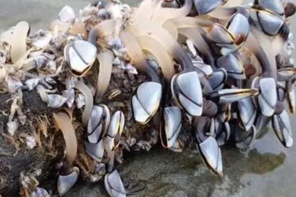 藤壶的天敌是什么动物 寄生在鲸鱼身上有什么危害