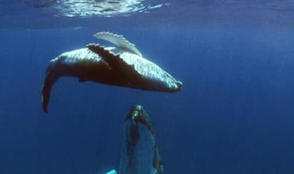 alice������ʲôƷ�� һֻ52hz������¹¶��ں����ε�