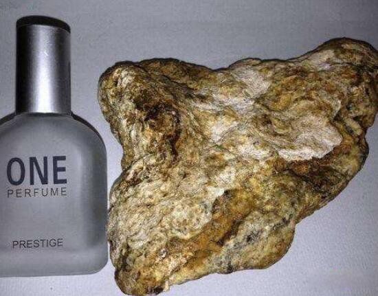 龙涎香是什么动物排出的 是来自哪种海洋生物