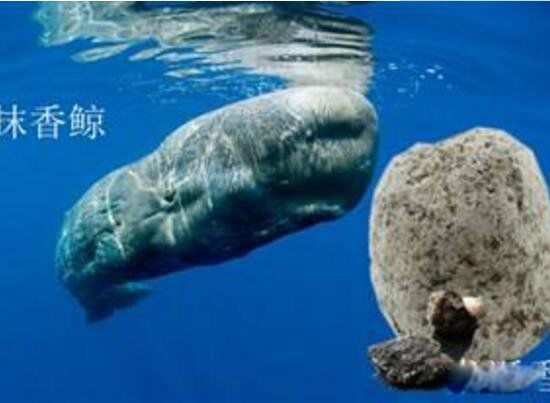 龙涎香是什么动物排出的 是来自哪种海洋生物
