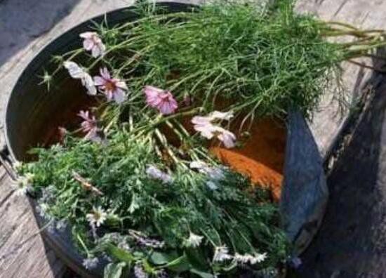 占领村真的可以控制性别吗 什么是换花草的秘密