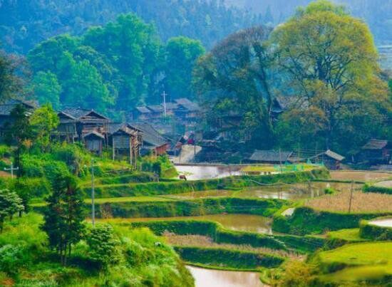 占领村真的可以控制性别吗 什么是换花草的秘密