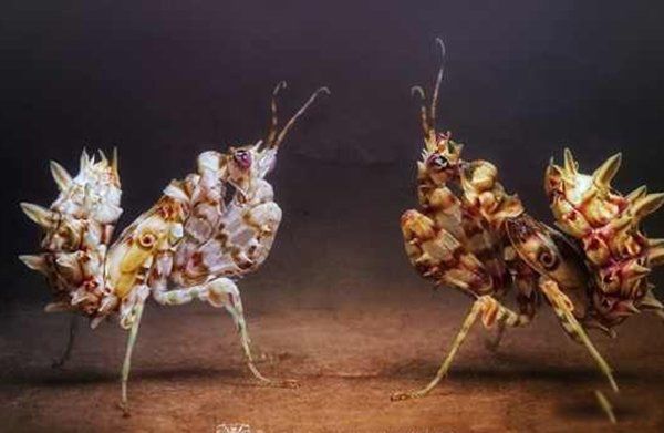 ��������ֲ���������ʲô���� ʮ�������˵�����