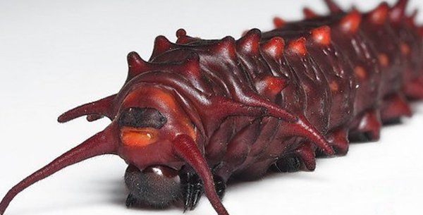 ��������ֲ���������ʲô���� ʮ�������˵�����