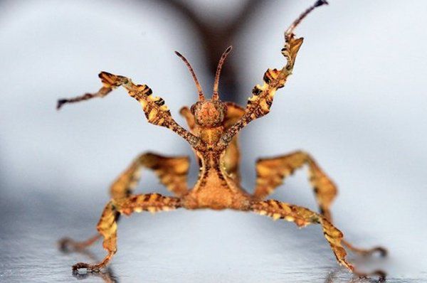 ��������ֲ���������ʲô���� ʮ�������˵�����