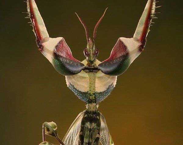 ��������ֲ���������ʲô���� ʮ�������˵�����