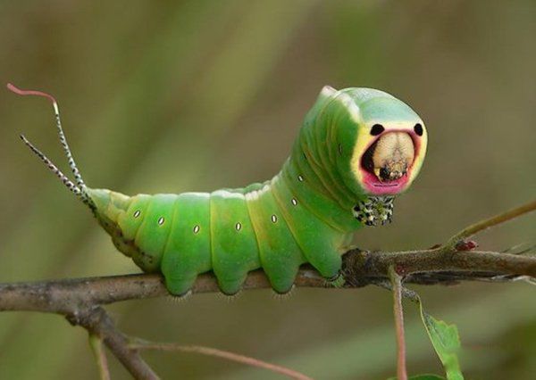 ��������ֲ���������ʲô���� ʮ�������˵�����