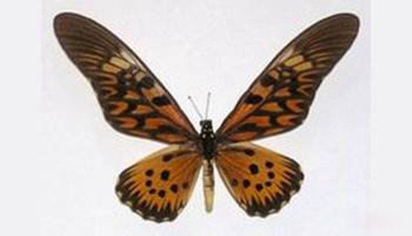 ��������ĺ�����ʲô�� �������ĺ�����ʲô����