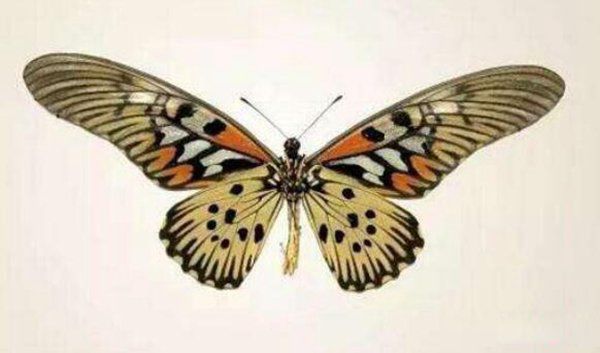 ��������ĺ�����ʲô�� �������ĺ�����ʲô����