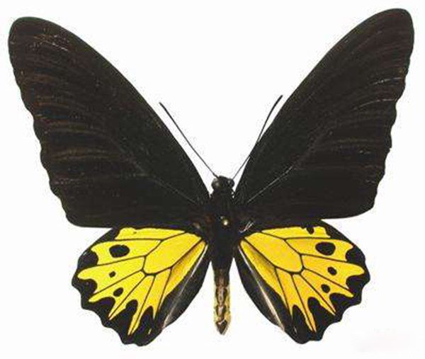 ��������ĺ�����ʲô�� �������ĺ�����ʲô����