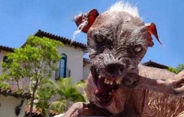 ���Ĺ�Ʒ�ֽ�ʲô��Ƭ ���������Ĺ����а�ǰʮ��