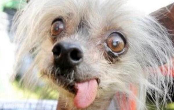 最丑的狗品种叫什么照片 世界上最丑的狗排行榜前十名