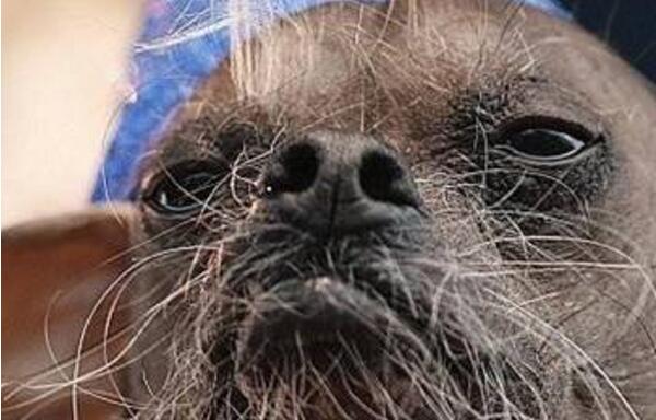 最丑的狗品种叫什么照片 世界上最丑的狗排行榜前十名