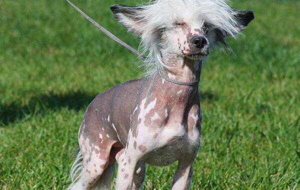 最丑的狗品种叫什么照片 世界上最丑的狗排行榜前十名