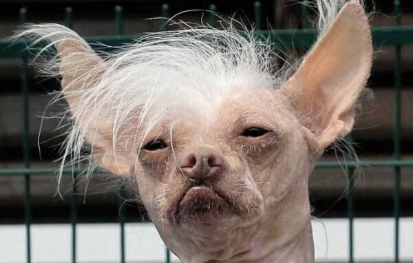 最丑的狗品种叫什么照片 世界上最丑的狗排行榜前十名