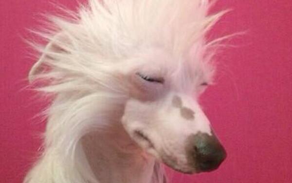 最丑的狗品种叫什么照片 世界上最丑的狗排行榜前十名