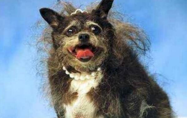 最丑的狗品种叫什么照片 世界上最丑的狗排行榜前十名