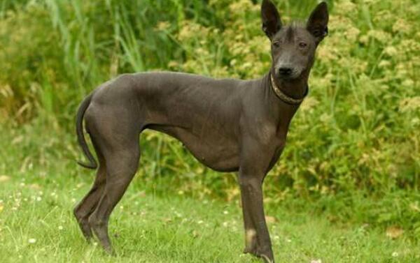 最丑的狗品种叫什么照片 世界上最丑的狗排行榜前十名