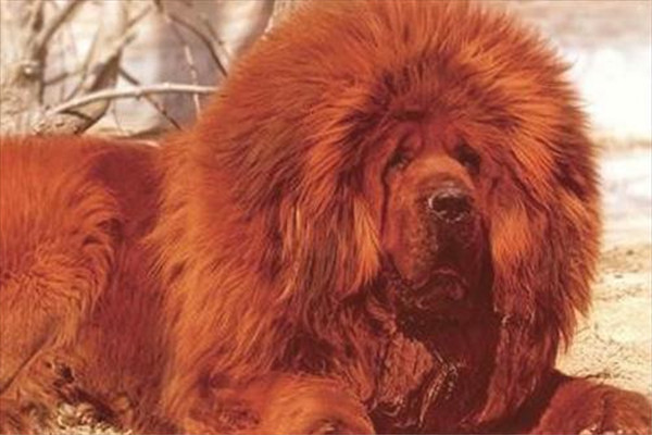 �����۸���� ��ɫ�������ǮһֻͼƬ