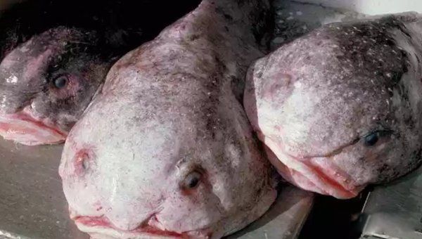 ��������ֲ�������ʲô�� ʮ��ֲ���ͼƬ