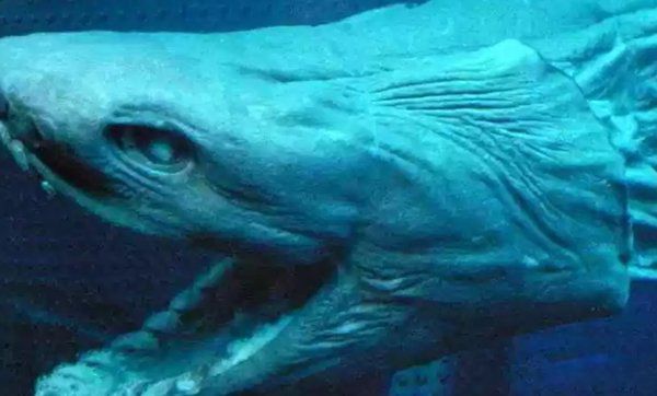 ��������ֲ�������ʲô�� ʮ��ֲ���ͼƬ