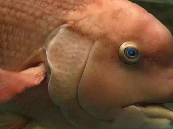 ��������ֲ�������ʲô�� ʮ��ֲ���ͼƬ