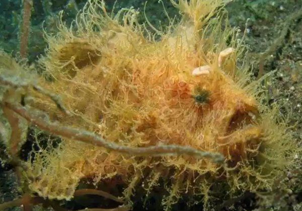 ��������ֲ�������ʲô�� ʮ��ֲ���ͼƬ