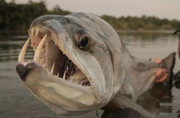 ��������ֲ�������ʲô�� ʮ��ֲ���ͼƬ