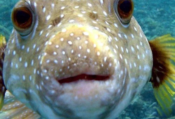 ��������ֲ�������ʲô�� ʮ��ֲ���ͼƬ