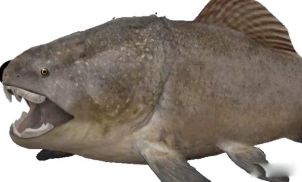 ��������ֲ�������ʲô�� ʮ��ֲ���ͼƬ